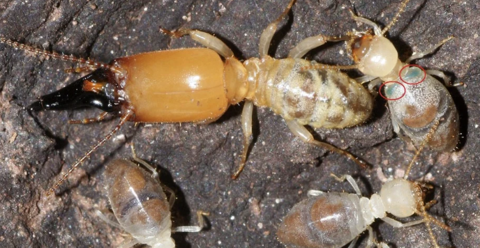 Cara Memilih Jasa Anti Rayap Depok yang Profesional dan Terpercaya